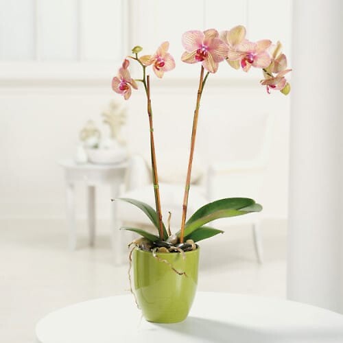 Phalaenopsis Orchid