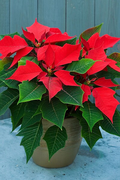 Poinsettia